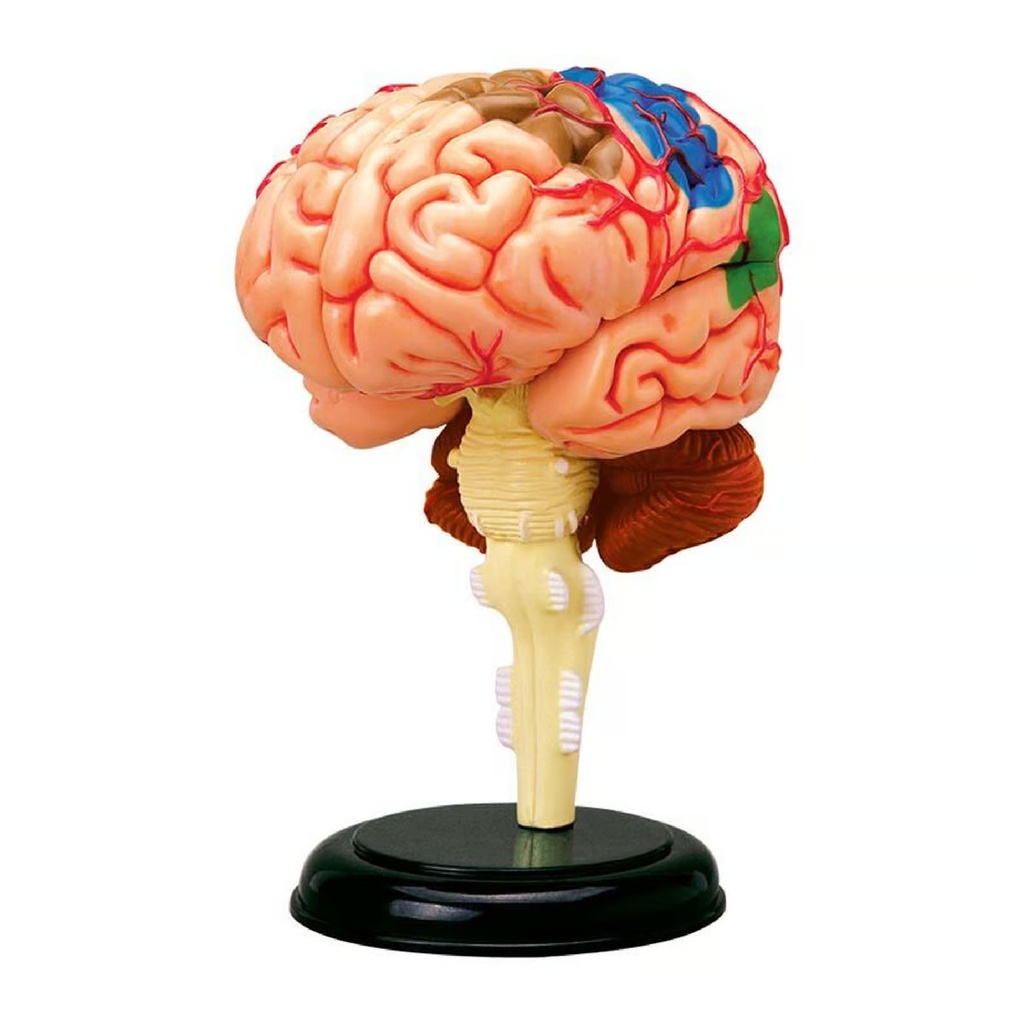 Chapmei 4D Human Anatomy-Human Brain